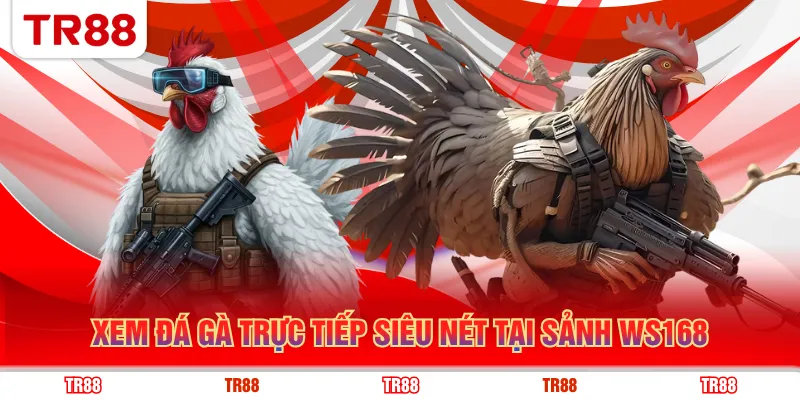 Xem đá gà trực tiếp siêu nét tại sảnh WS168